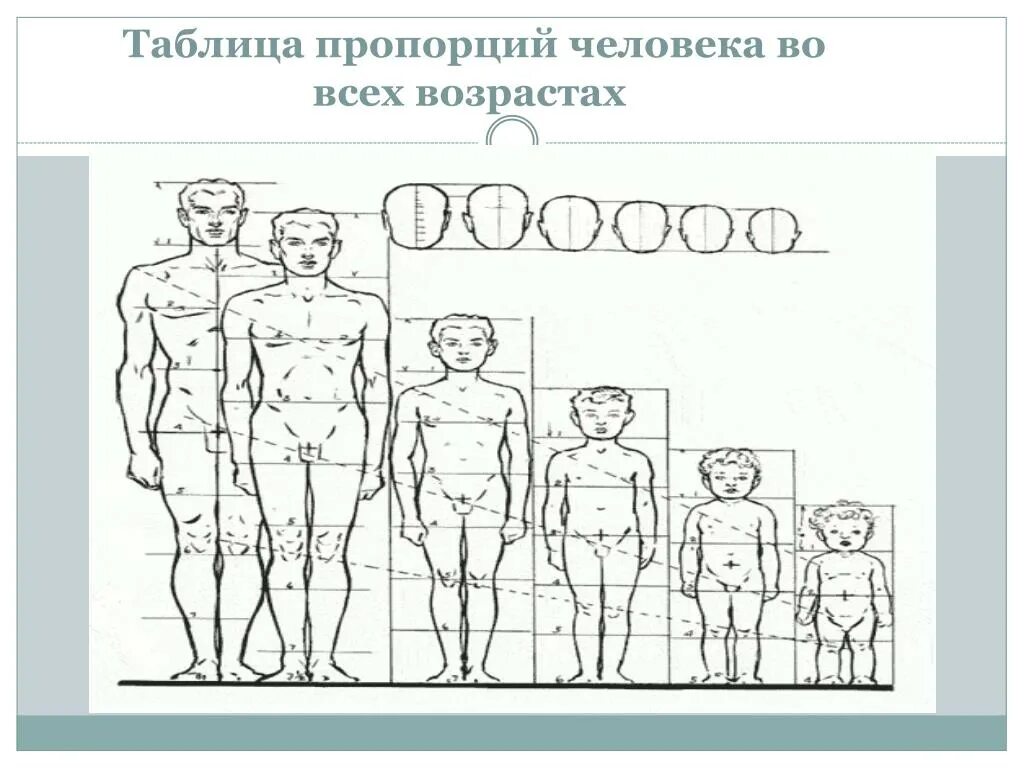 Презентация рисования человека. Пропорции тела человека. Пропорции человека для рисования. Изображение фигуры человека. Пропорции человека рисунок.