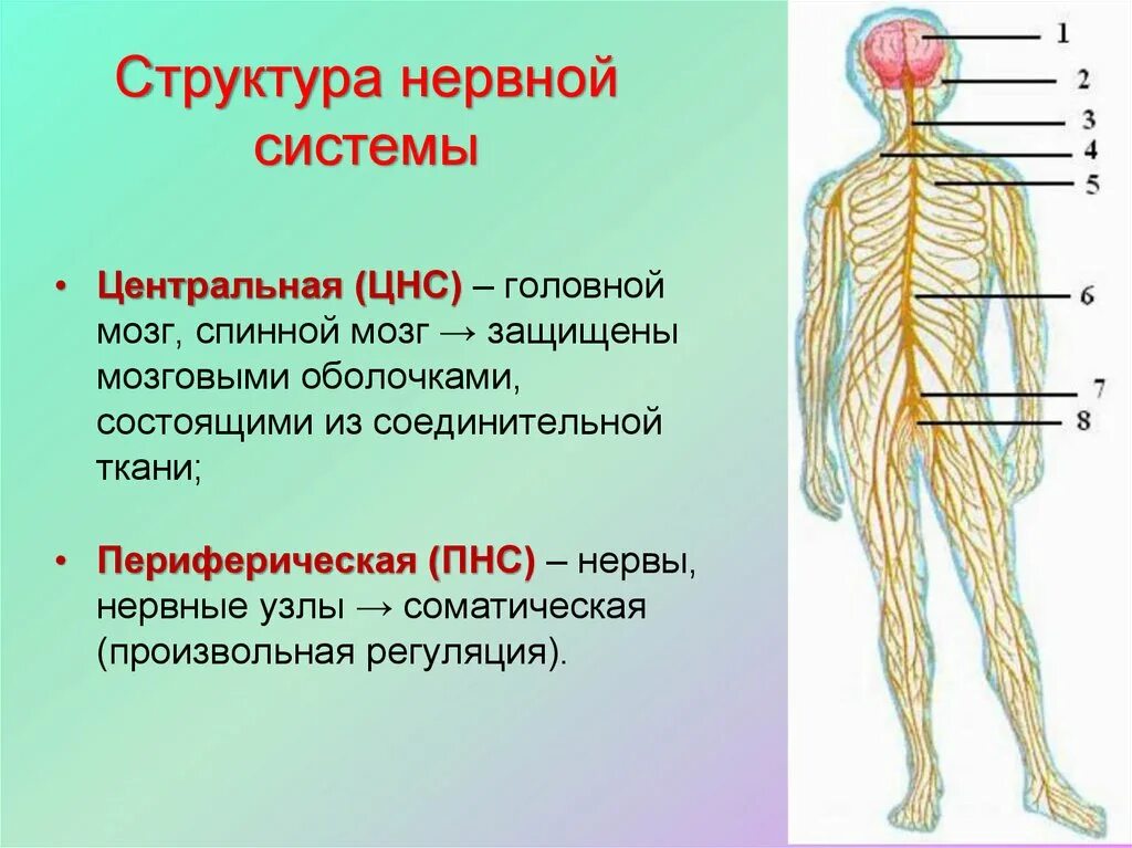 Дайте определение нервной системе. Центральная и периферическая нервная система анатомия. Периферическая нервная система анатомия строение. Периферическая нервная система анатомия и физиология человека. Строение нераной система.