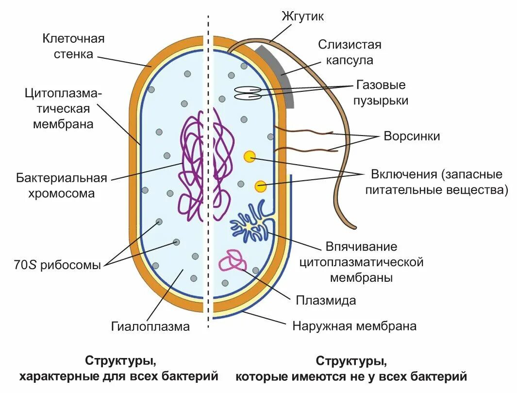 Строение бактерий виды. Строение прокариотической бактериальной клетки. прокариотическая клетка bacteria. строение бактерии прокариот. схема строения прокариотической клетки.