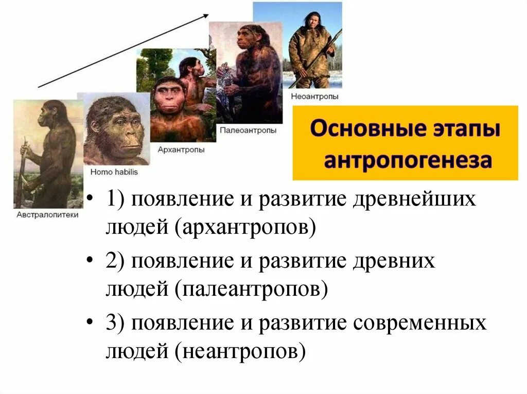 Антропогенез расы людей. Ступени развития человека Антропогенез. Антропогенез этапы эволюции человека. Основные этапы антропогенеза австралопитеки. Основные этапы эволюции человека таблица архантропы.