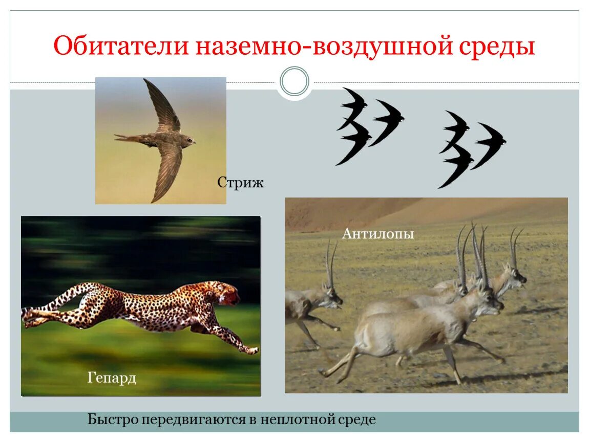 Наземно воздушные живые организмы примеры. Животные воздушно наземной среды обитания. Обитатели не земновоздушной среды. Обители нащемно воздушной срелы. Обитатели наземно воздушной спелы.
