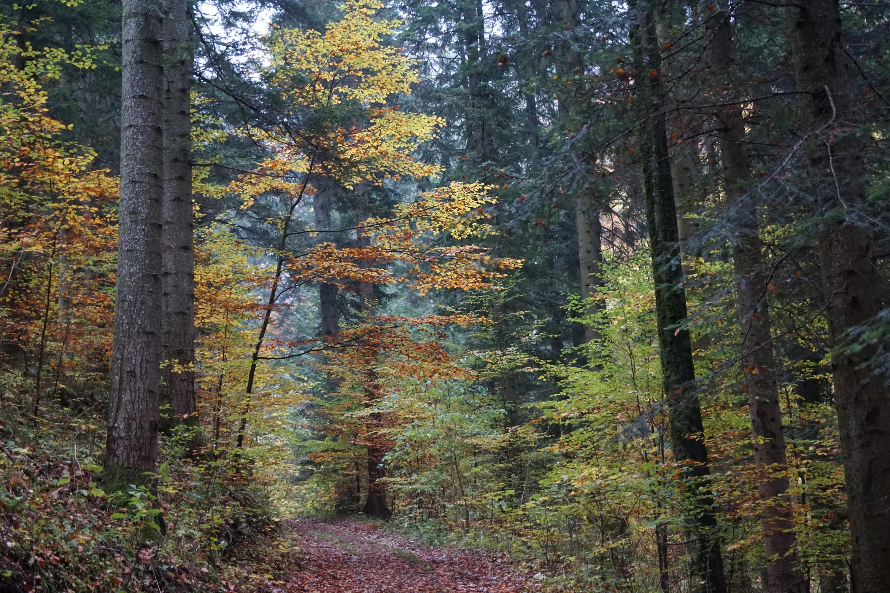 Between the trees