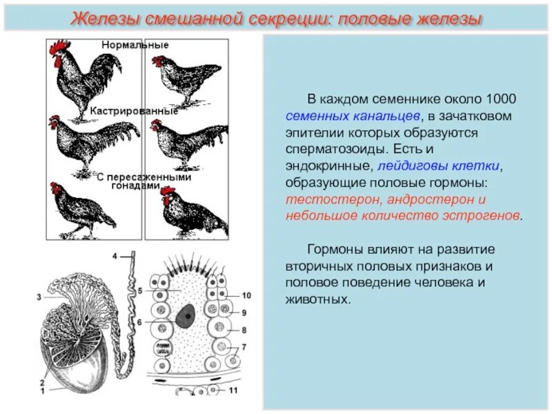 Кожные железы у птиц. Железы внутренней секреции птиц. Особенности строения желез. Строение эндокринной системы и птиц. Эндокринная система птиц.