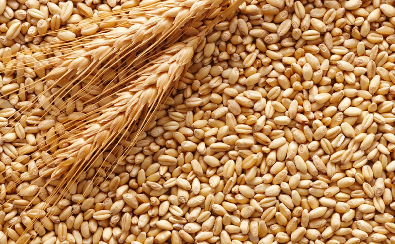 Спельта. Пшеница спельта. Пшеница фуражная. Ячмень. Зерно фуражное производство
