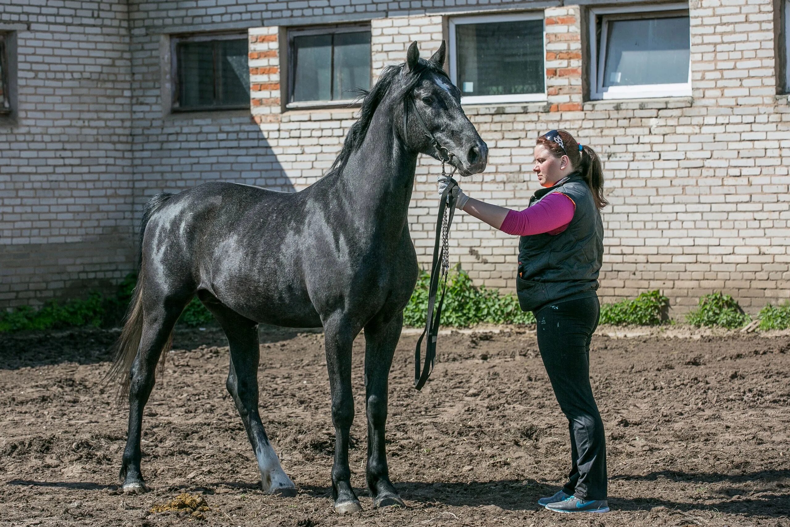 Добро орловец. Калгановский конный завод Орловские рысаки. Алтайский конезавод Орловский рысак. Конезавод имени Кирова Целинский район. Конный завод Казакова а а.