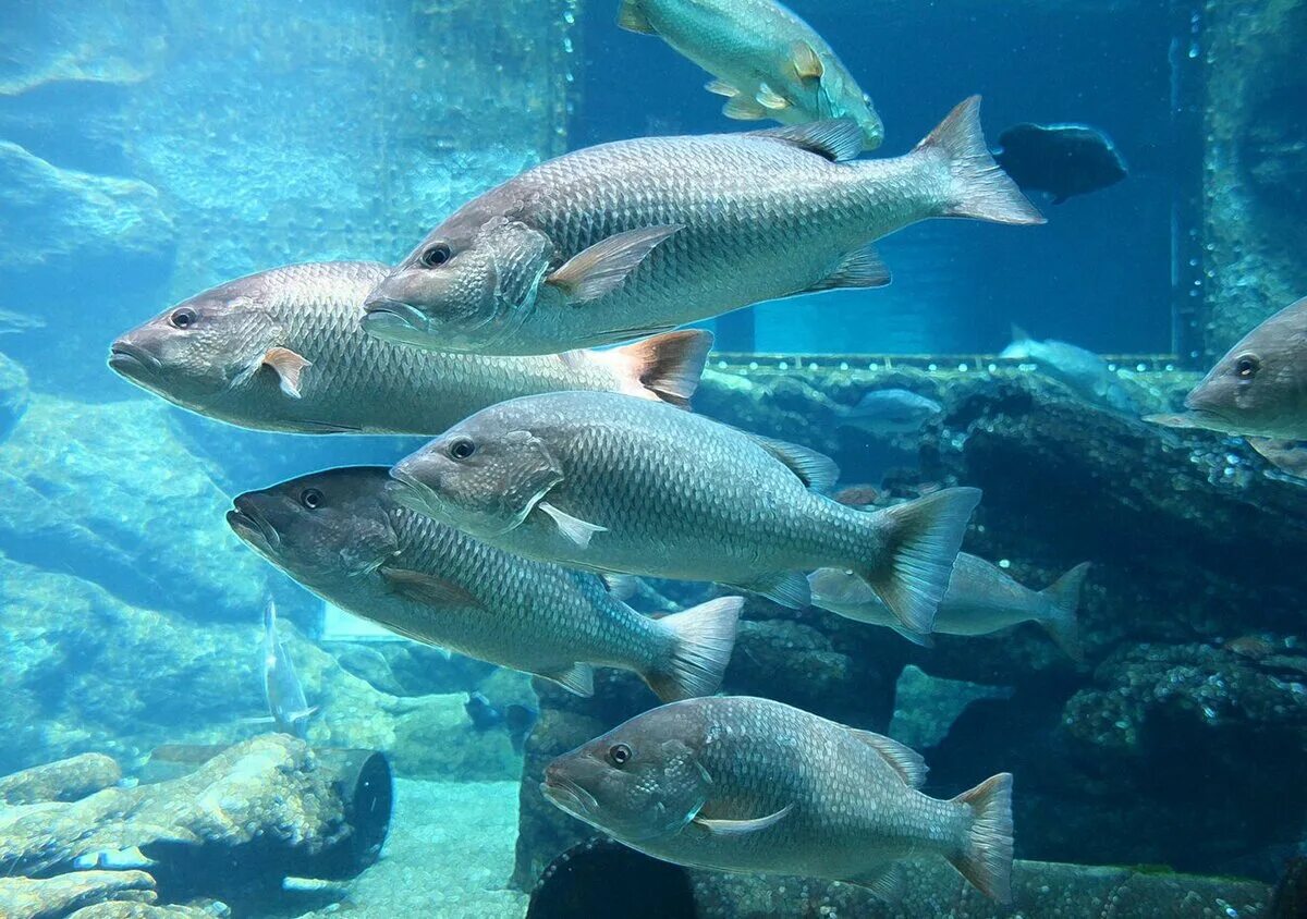 Навага атлантическая. Морские рыбы северных морей. Треска в северном ледовитом океане. Gadus morhua рыба. Атлантическая треска тресковые.