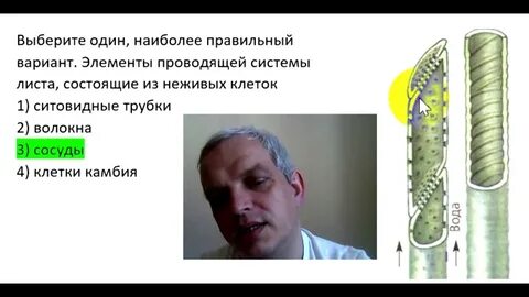 Выберите один наиболее правильный