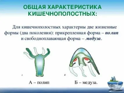 Какой признак не характерен для анемофильных