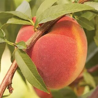 Peach plants