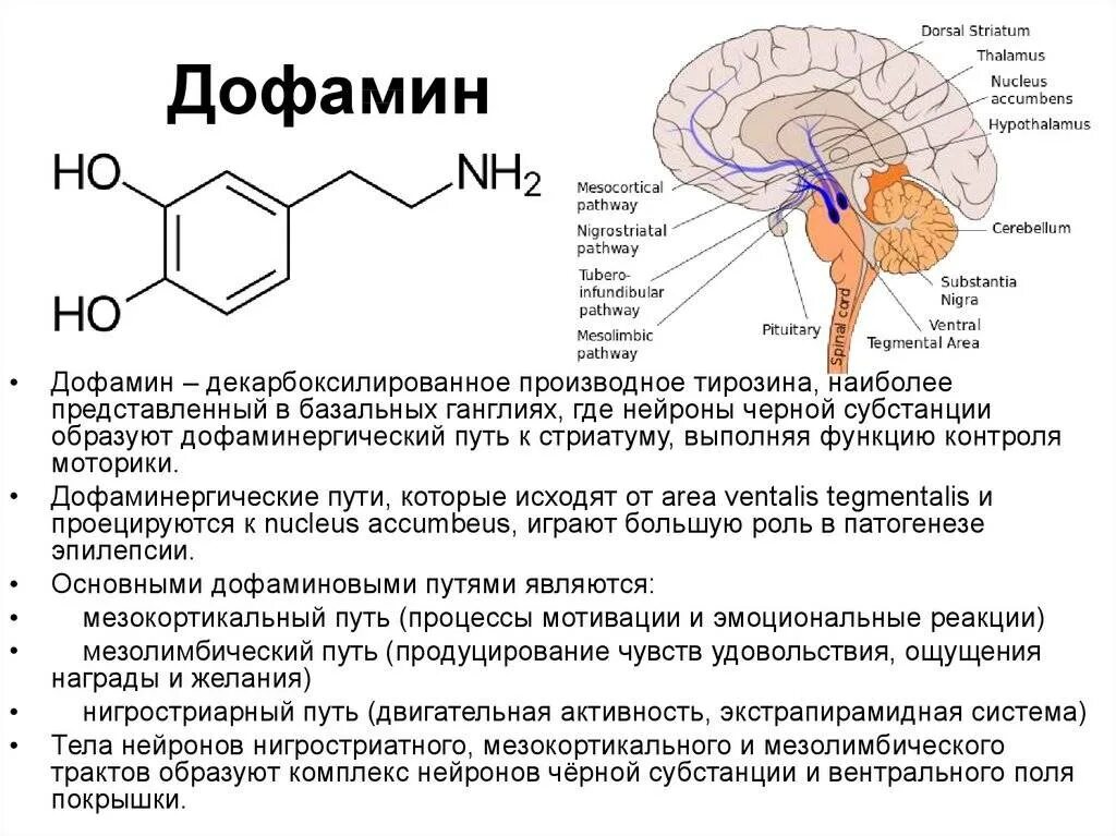 Реакция организма на гормоны. Дофамин нейромедиатор функции. Дофамин функции гормона. Функции дофамина биохимия. Биохимия мозга серотонин дофамин.