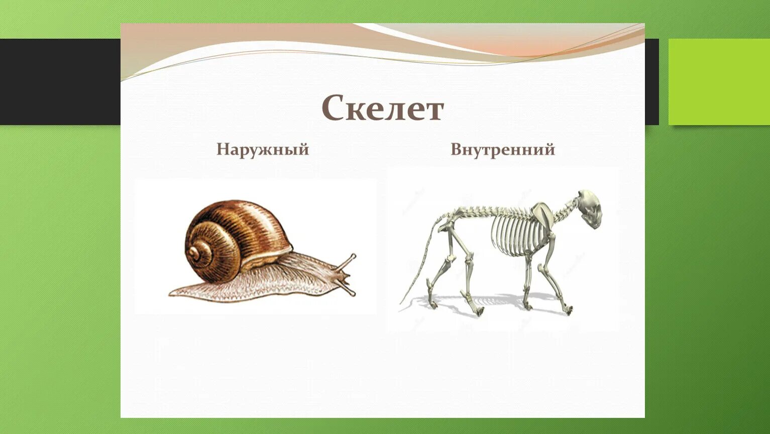 Скелет опора организма 6 класс биология. Наружный и внутренний скелет. Наружный скелет животных. Наружный и внутренний скелет у животных. Наружный скелет представители