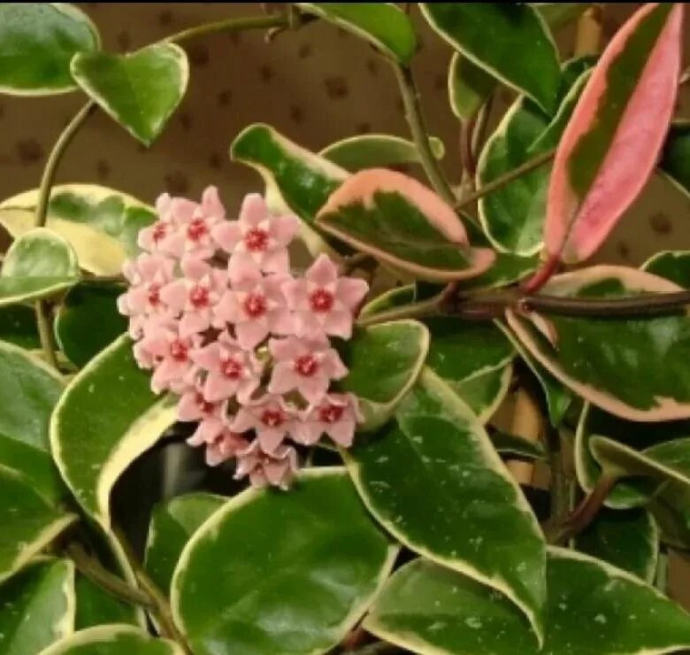 Хойя карноза кримсон квин. Хойя кримсон квин. Хойя кримсон квин цветение. Hoya carnosa krimson queen. Хойя кримсон квин.