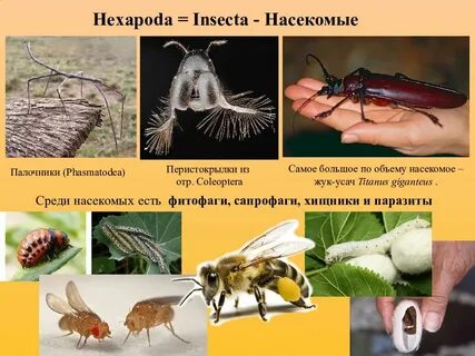 Распространение насекомых