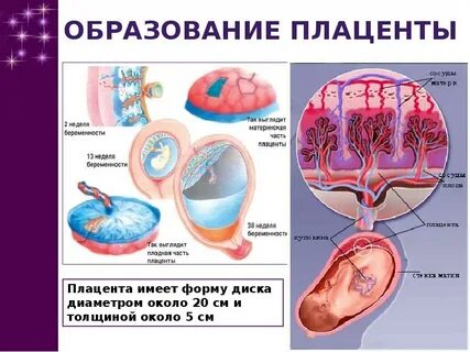 2 сосуда при беременности