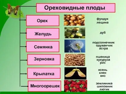 Установи соответствие плоды