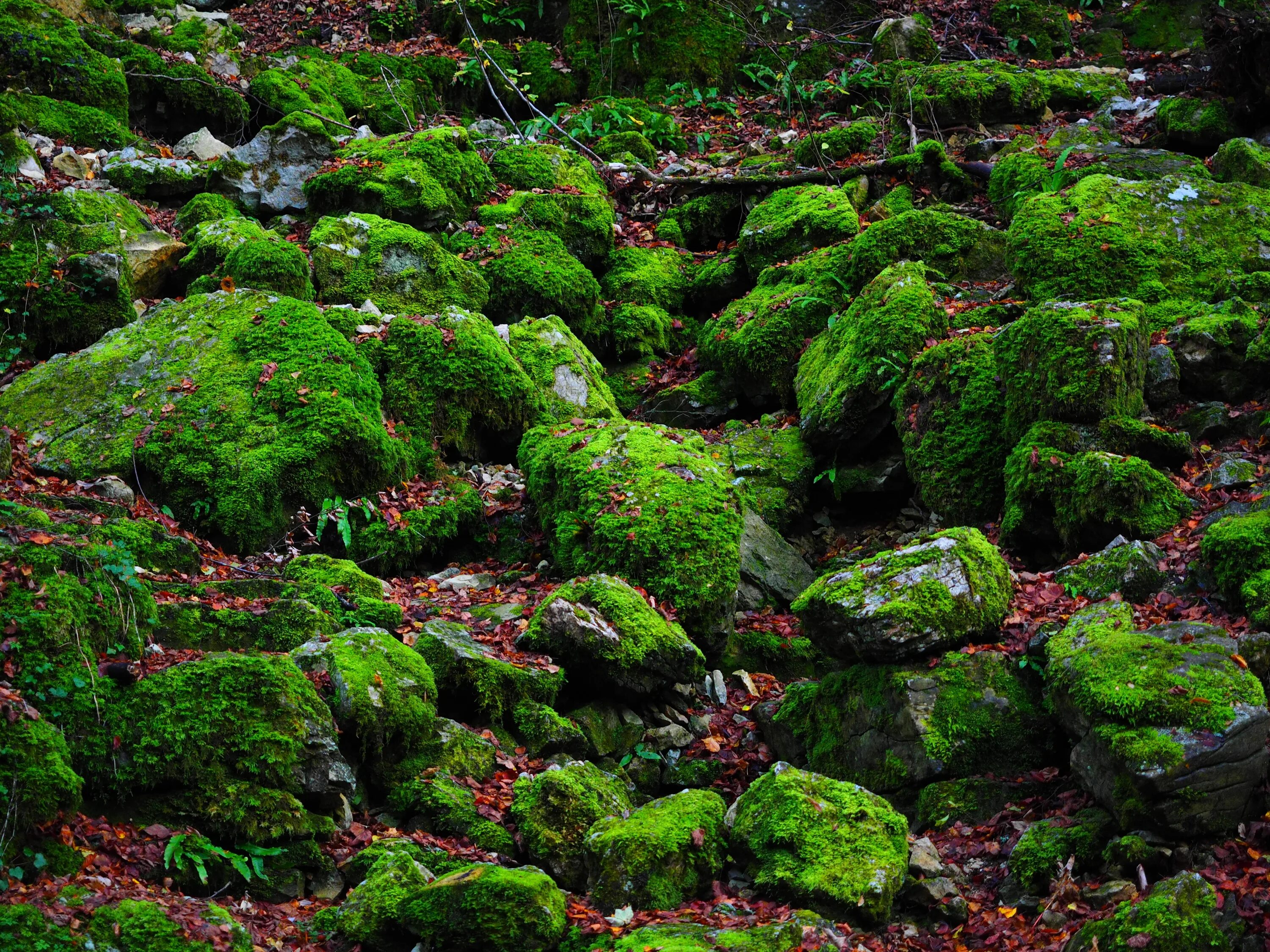 Густой мох. Джунгливский мох. мох тиангаро. рюген мхи камни. green hobbit мох.
