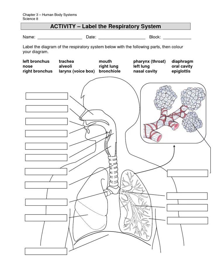 Label these diagrams