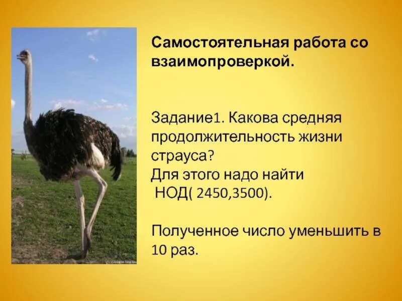 Страусиная ферма на даче. Масайский африканский страус. Африканский страус. Сколько живут страусы. Страус эму птенцы.