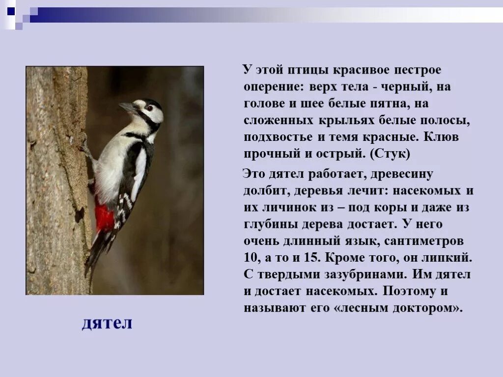 Пестрый дятел составить предложение. Дятел описание. Дятел описание птицы. Доклад про дятла. Дятел краткое описание.