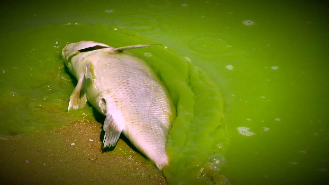 Какое животное размножается в воде