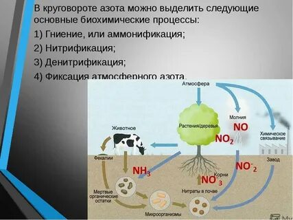 Какие организмы поглощают диоксид