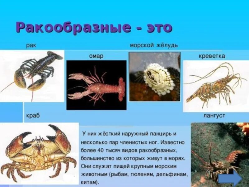 Ракообразные (Крабы, лангусты, омары, креветки, раки),. Ракообразные представители. Класс ракообразные представите. Тип ракообразные представители. Представитель речной рак