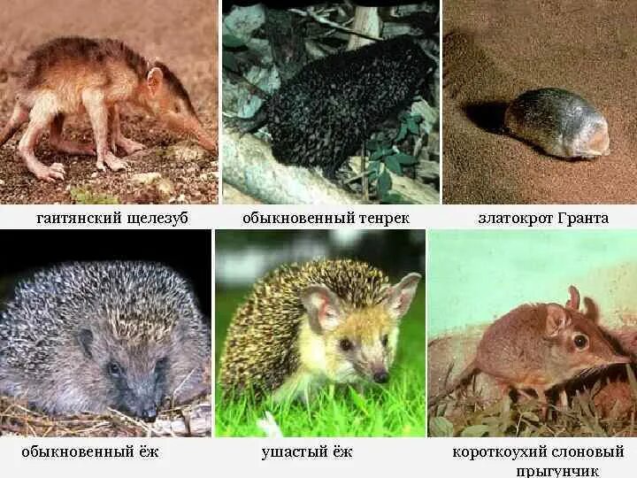 Еж отряд млекопитающих. Отряд насекомоядные. насекомоядные млекопитающие. отряд насекомоядные ежи. насекомоядные млекопитающие представители.