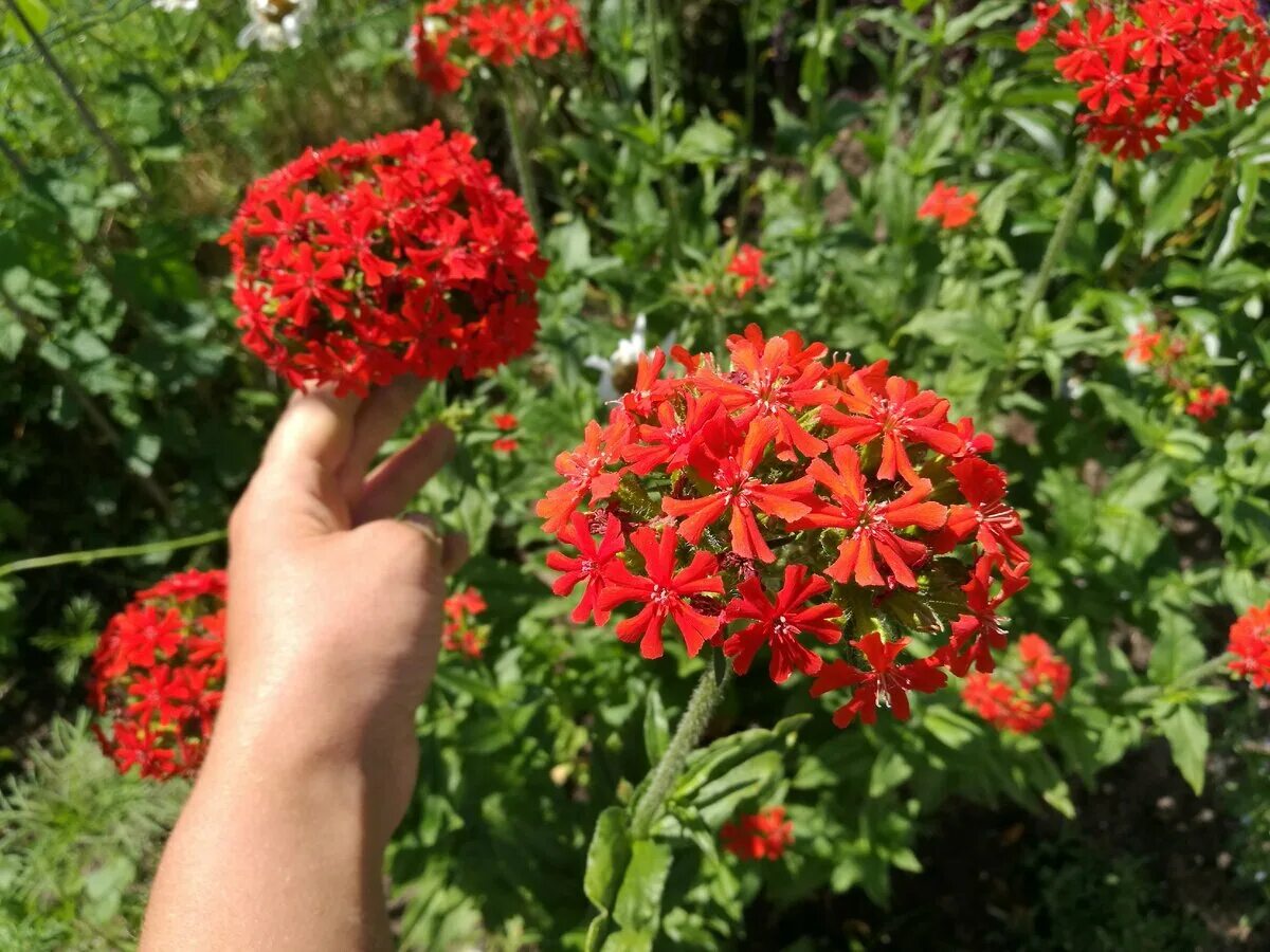 Лихнис сорта и виды. Лихнис халцедонский (lychnis chalcedonica). лихнис вискария. лихнис корончатый.халцедонский.