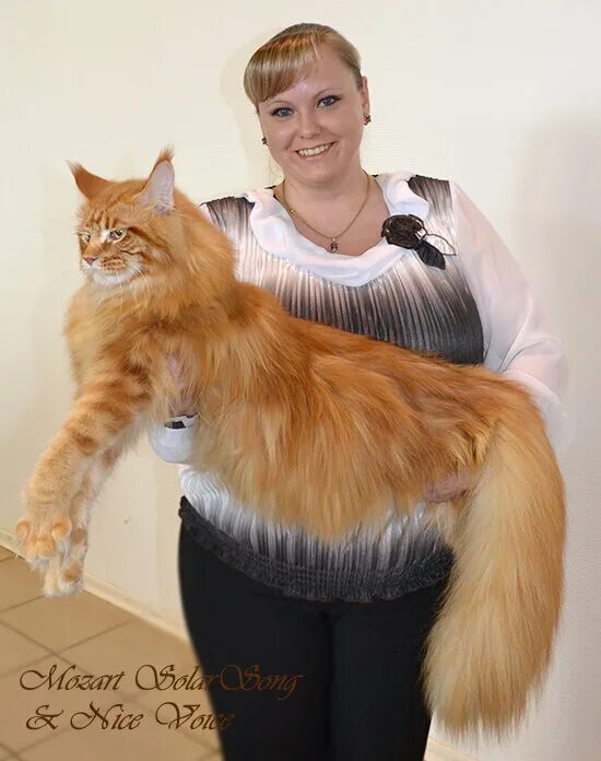 До каких растут коты. Кот моцарт мейн кун. мейн кун кг. мейн кун вырос. вырастают коты мейн куны.