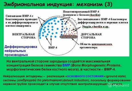 Дифференцировка тканей зародыша