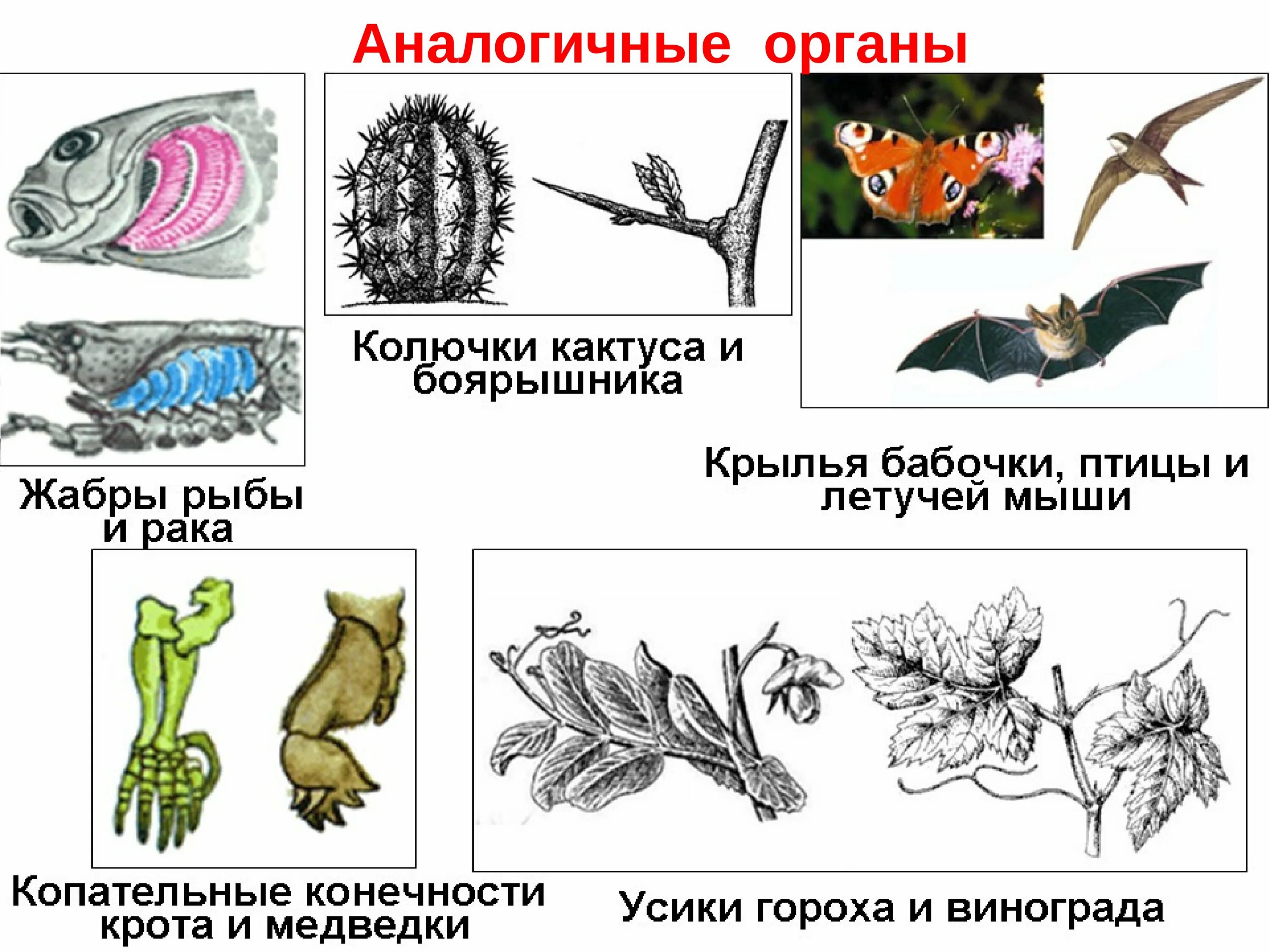 Подобное сходное. Гомологичные органы и аналогичные органы. Аналогичные органы примеры. Аналогичные органы животных. Гомологичны е ианалогичне орагны.