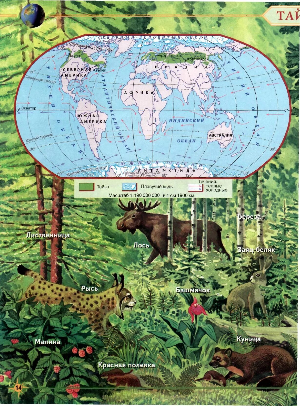 Тайга география 7 класс. Природные зоны. Природные зоны с животными и растениями. Животные на карте природных зон.