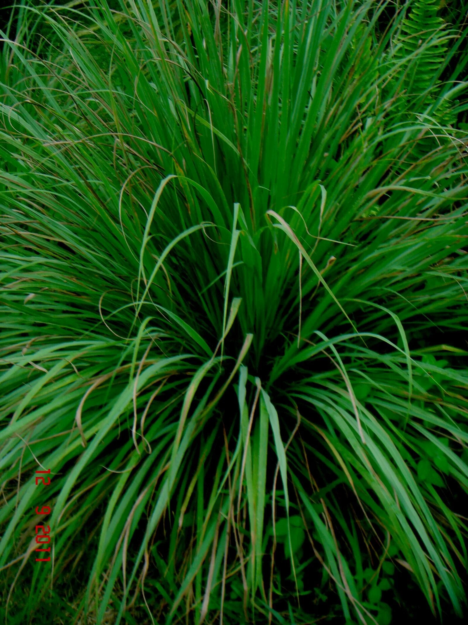 Лимонная трава Цитронелла. Cymbopogon citratus. Cymbopogon winterianus. Цитронелла метельчатая. Цимбопогон