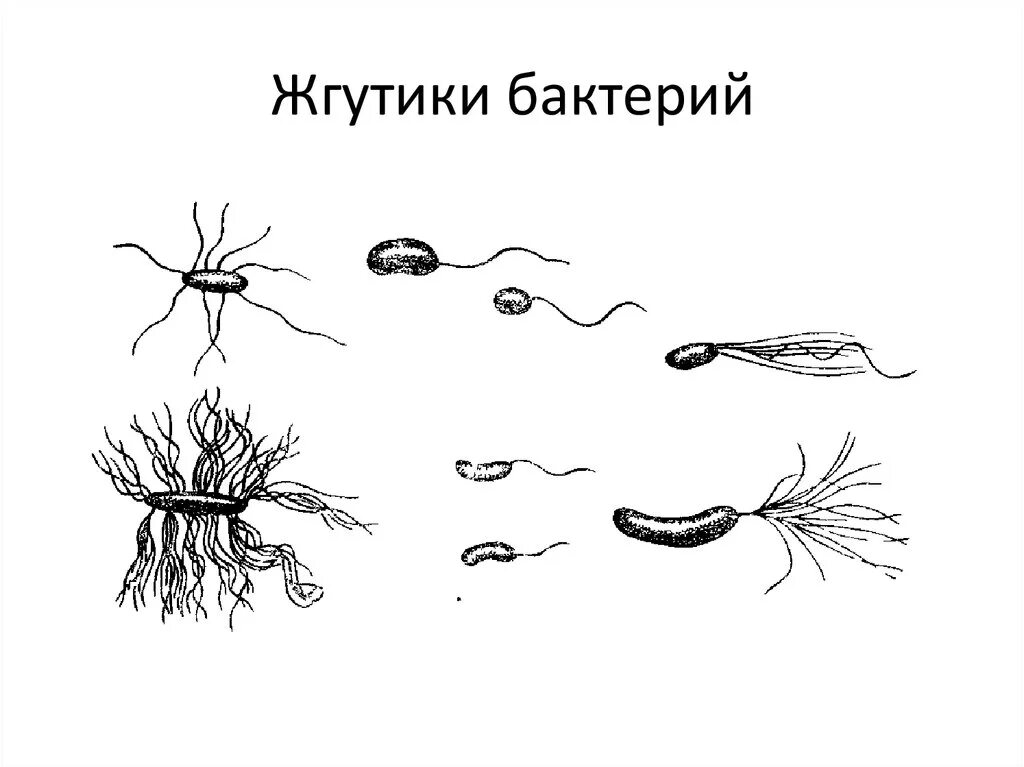 Передвижение бактерий. Жгутики бактерий. Монотрихи перитрихи. Жгутики бактериальной клетки. Расположение жгутиков у бактерий микробиология.