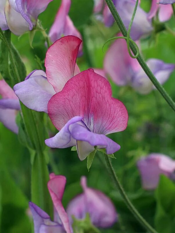 Lathyrus odoratus. Душистый горошек. Душистый горошек цветение. Горошек душистый Эвелин.