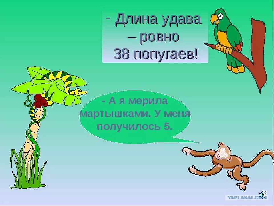 Сколько нужно попугаев чтобы измерить удава. Длина удава. Измерять в попугаях. Измерение удава в попугаях. Рост удава 38 попугаев.