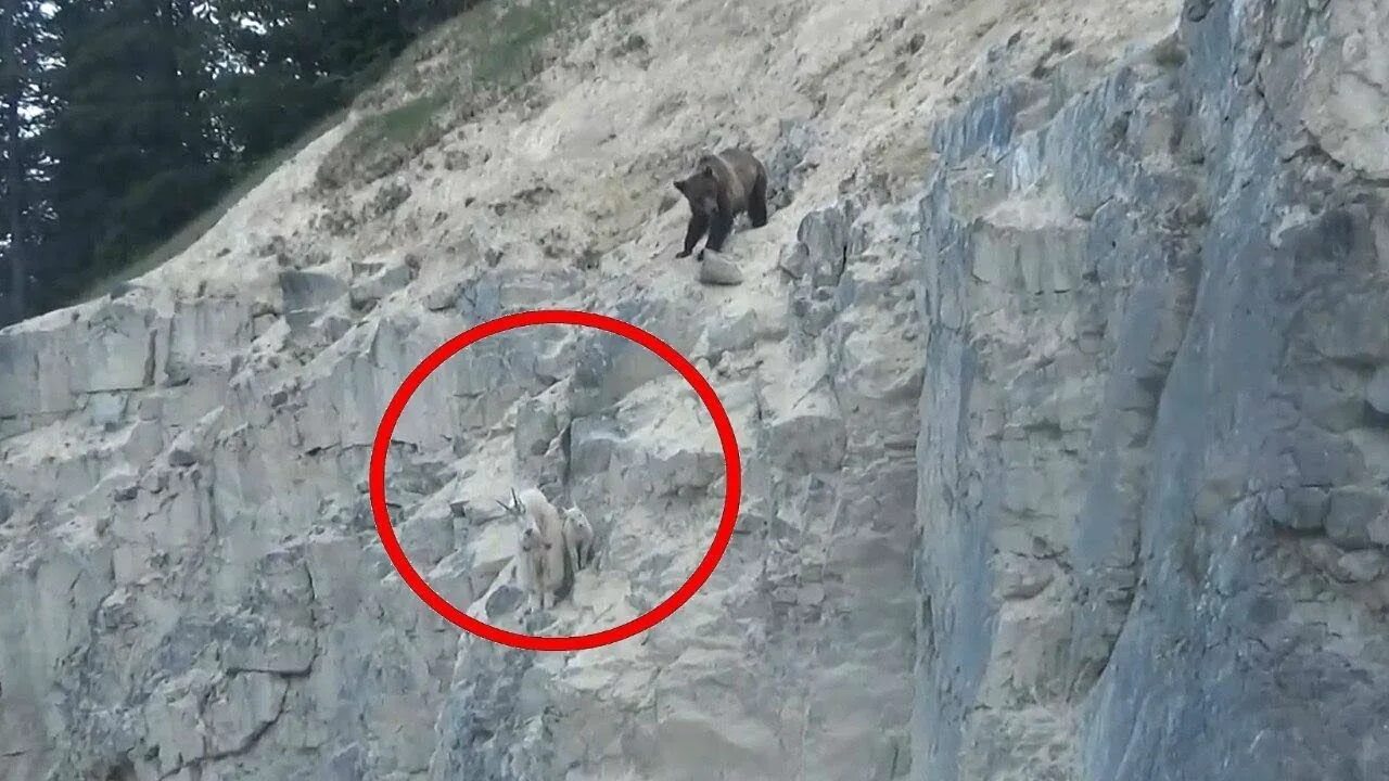 Выживший после нападения белого медведя в Ямальском районе рассказал, как произо