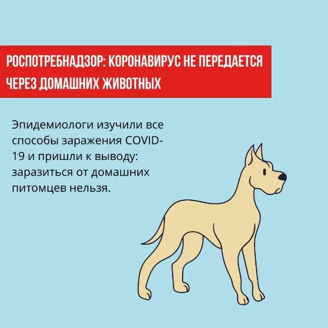 Кошачий коронавирус симптомы. Передаётся ли коронавирус животным. Пути передачи коронавируса. Коронавирусная инфекция пути передачи. Коронавирус переносчики.