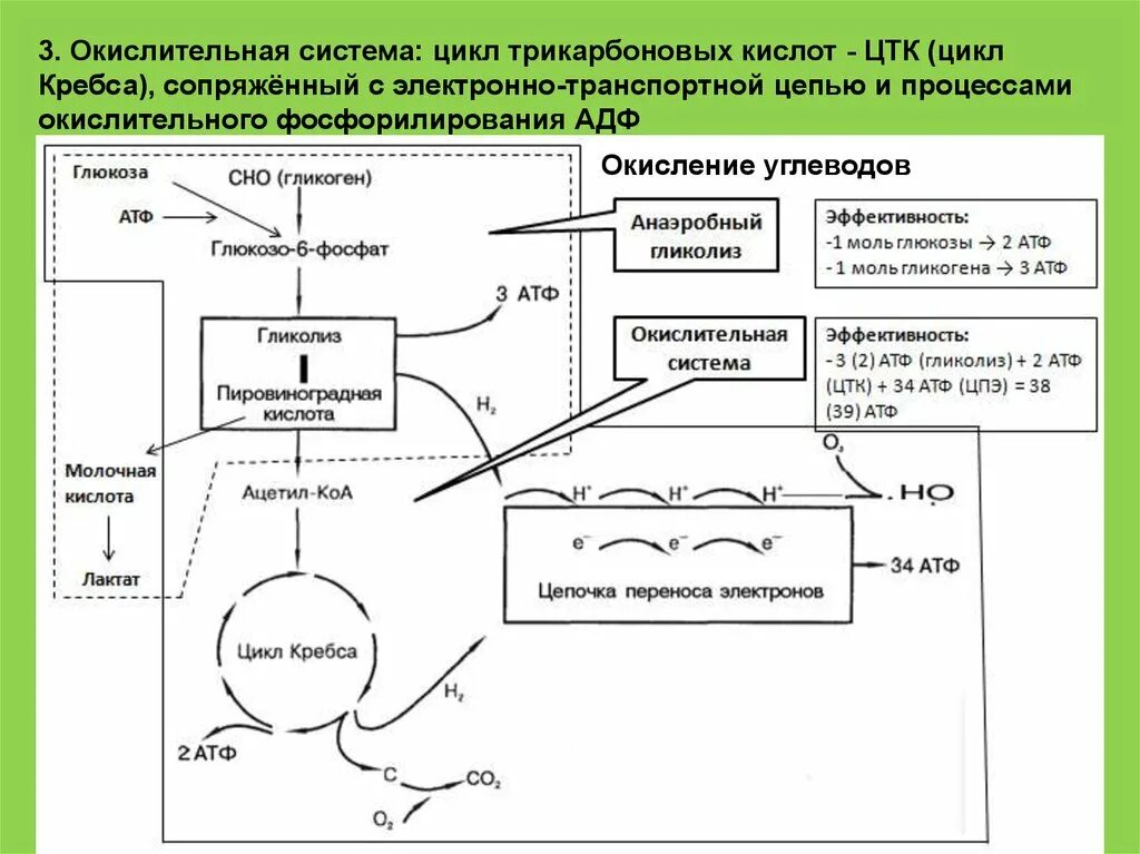 Цикл кребса в митохондриях. Гликолиз и цикл Кребса. Схема цикла Кребса и дыхательной цепи. Цепь окислительного фосфорилирования Глюкозы. Цикл Кребса АТФ.