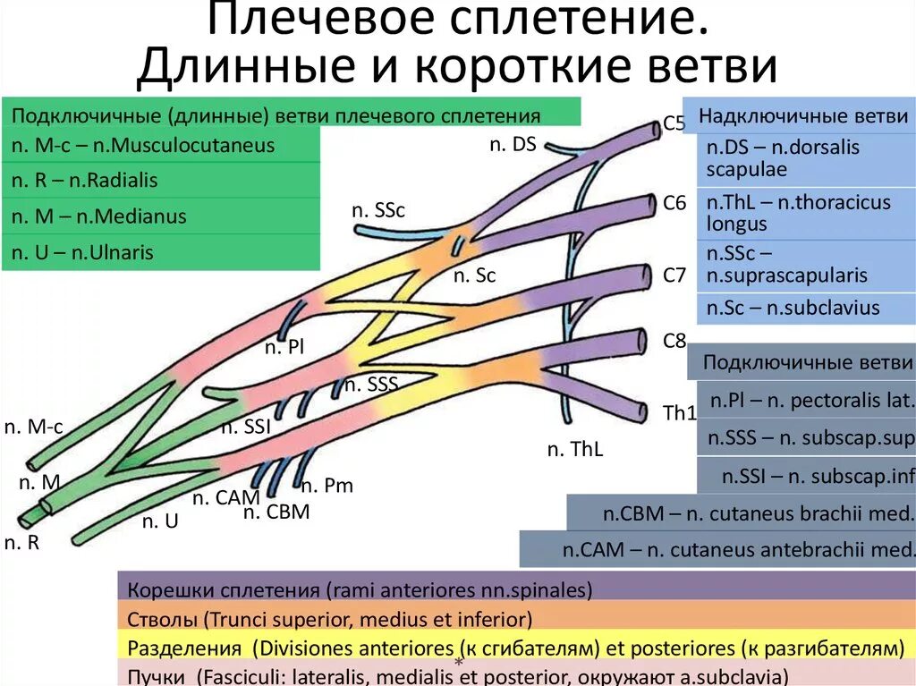 Перечислите нервы