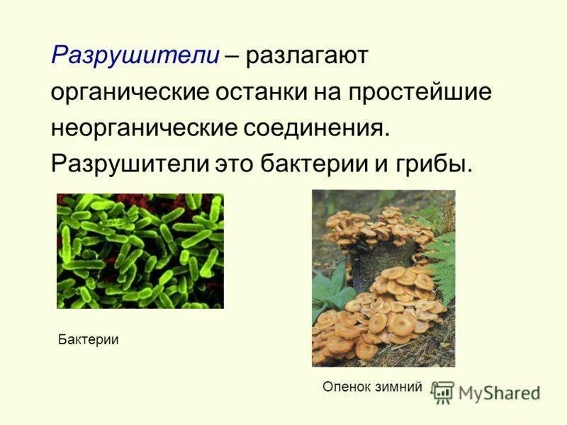 Производители органических веществ в природном сообществе называются. Грибы Разрушители. Грибы и бактерии Разрушители. Разрушители микроорганизмов. Производители Разрушители.