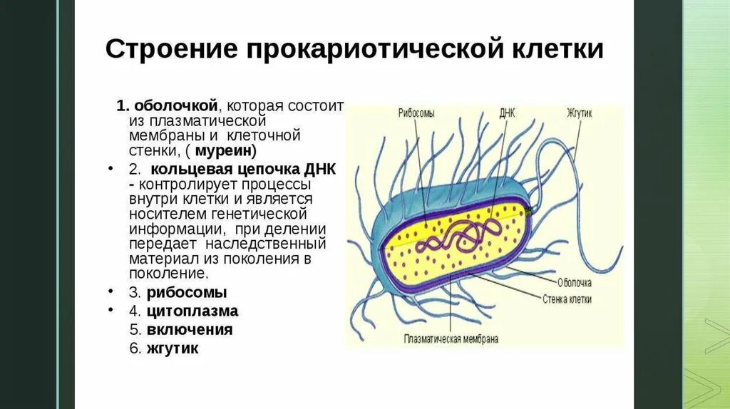 Оболочка клетки прокариот. Структура строения прокариотической клетки. Прокариотическая клетка строение кратко. Внешнее строение прокариотической клетки. Строение клетки. Особенности прокариотической клетки.