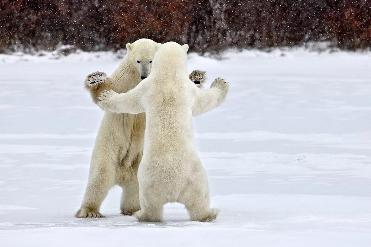 Белый медведь машет лапой. Белый медведь танцует. Белый медведь на задних лапах. Смешной медвежонок. Белый медведь смешной.