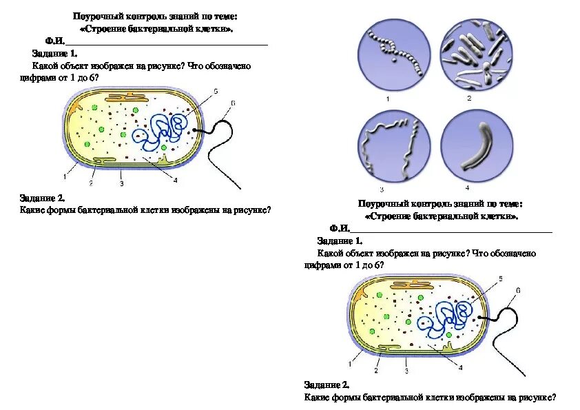 Контрольная работа по биологии 7 бактерии. Клетка бактерии 6 класс биология. Строение бактерий схема форма. Формы бактериальных клеток 10 класс. Формы бактериальных клеток 5 класс биология.