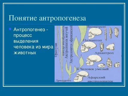 Антропогенез презентация
