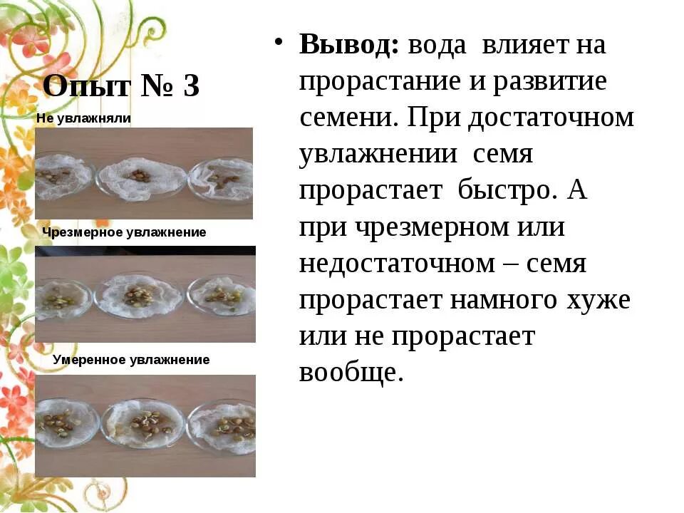 Как вода влияет на проростание семян. Влияние условий на прорастание семян. Условия влияющие на прорастание семян. Опыт проращивание семян. Влияние воды на прорастание семян опыт.