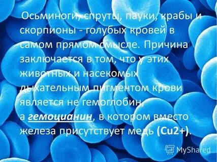 Почему сообщение синее