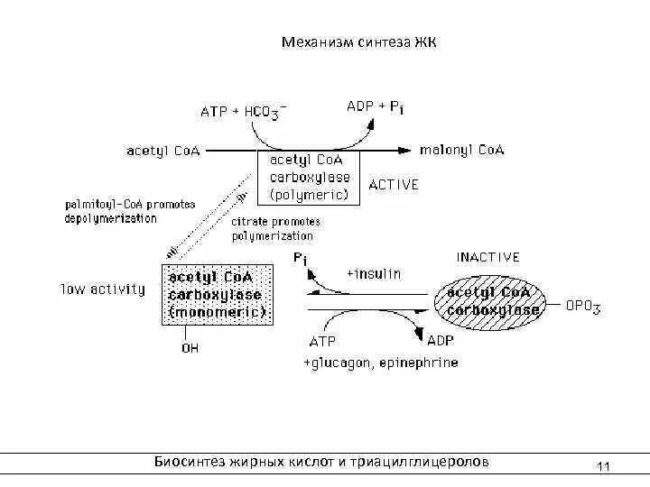 Толстой синтез. Синтез жирных кислот схема. Механизм биосинтеза жирных кислот. Биосинтез жирных кислот и триацилглицеролов. Скорость синтеза жирных кислот увеличивается при.