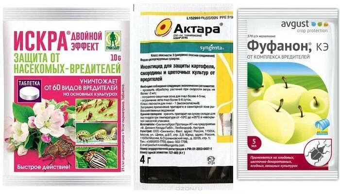 Средство от вредителей деревьев. Актара для плодовых деревьев. препараты от вредителей. средство для деревьев от вредителей. средство от вредителей актара.
