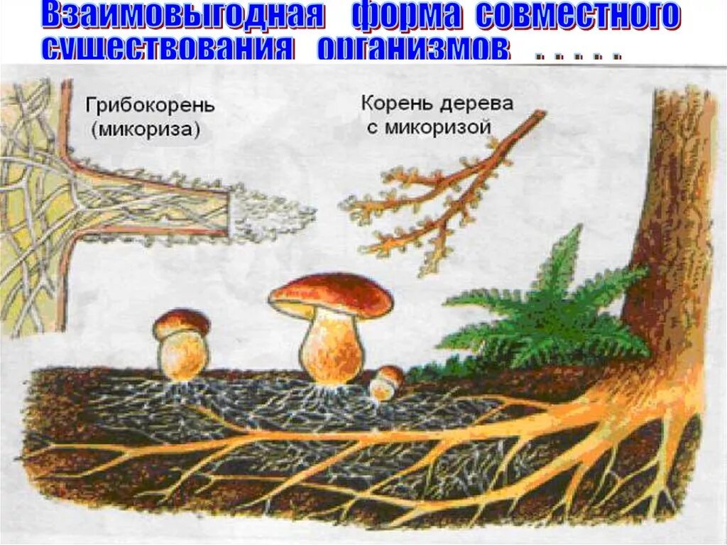 Грибы образующие микоризу с корнями. Микориза грибокорень. Микориза рисунок. Грибок – микориза. Грибокорень или микориза это.